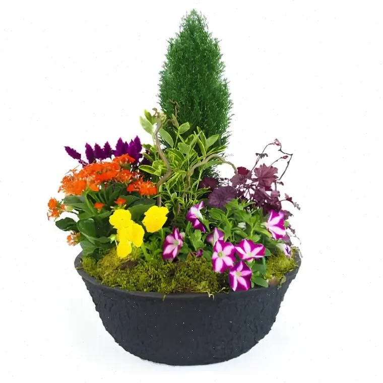 Jardin de Couleurs